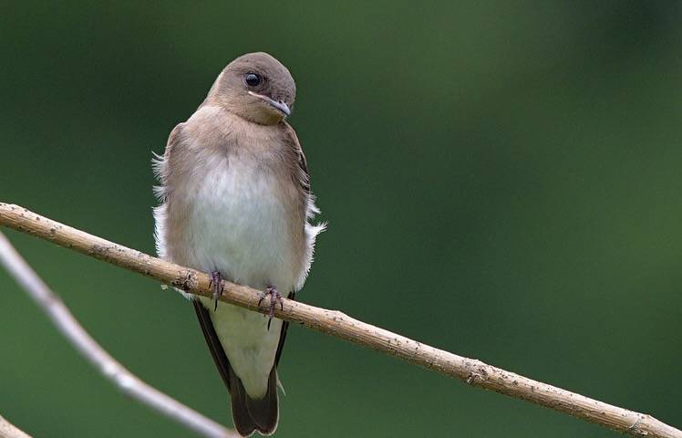 Young northern rough-winged swallow by Andrew Weitzel is licensed under CC BY-SA 2.0.